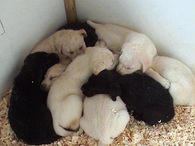 Roo's 04 pups 001.jpg